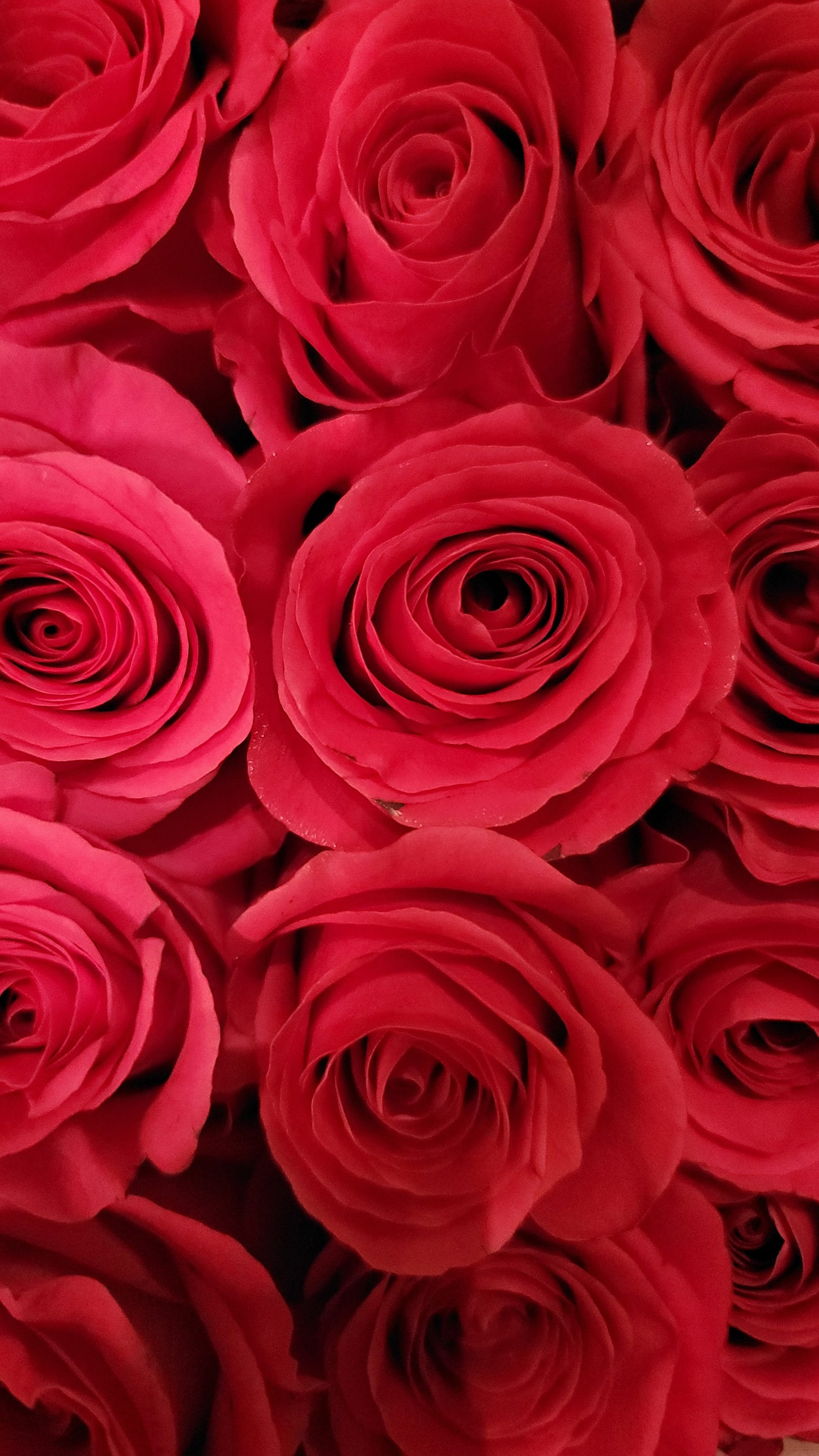One Dozen Roses for In-Store Pickup