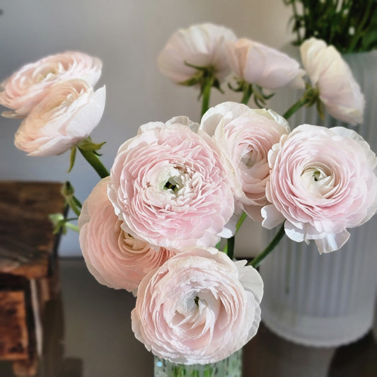 Ranunculus by the Bunch for Mother's Day