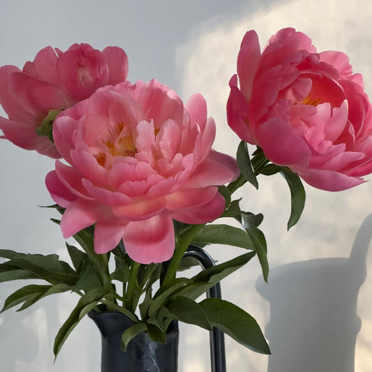 Peonies by the Bunch