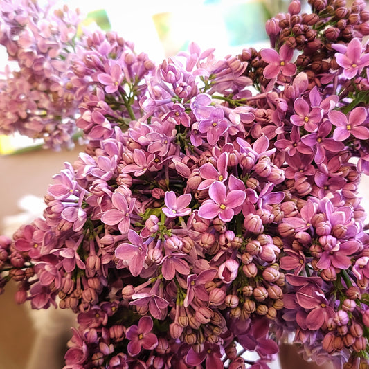 Lilacs - bunch of 5 stems